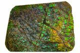 Iridescent Ammolite (Fossil Ammonite Shell) - Alberta, Canada #162389-1
